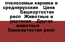 пчелосемьи карника и среднерусские › Цена ­ 7 000 - Башкортостан респ. Животные и растения » Другие животные   . Башкортостан респ.